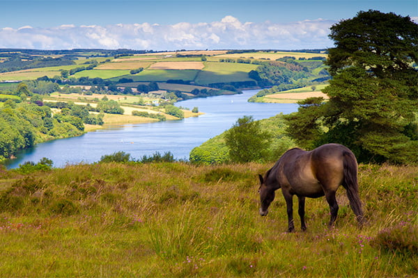 Exmoor Pony Sommerset