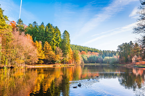 Forest of Dean Gloucestershire