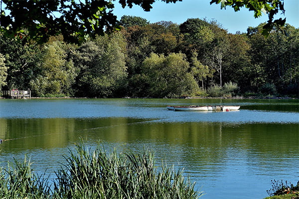 Essex Harfield Forest