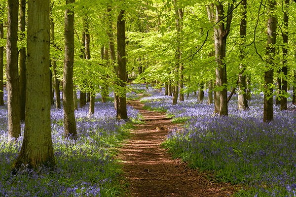 Hertfordshire Ashridge Estate