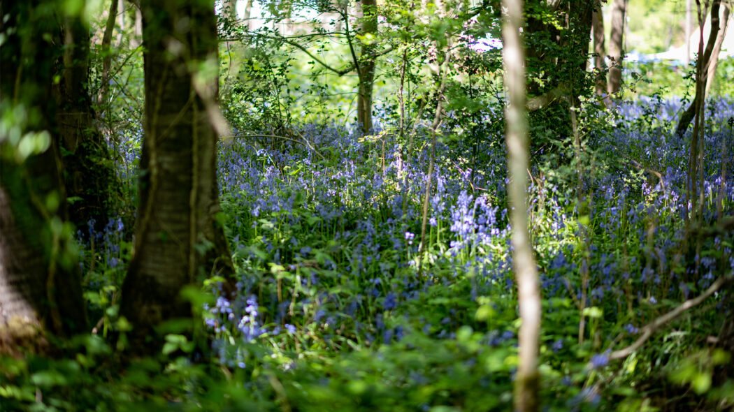 Titsey Foundation Walk